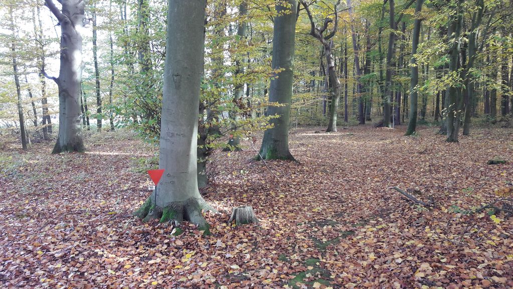 Historisches Waldgelände, 2016